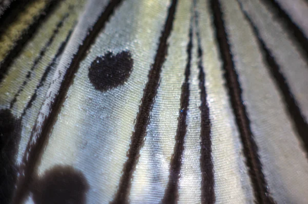 makro bir kelebek kanat