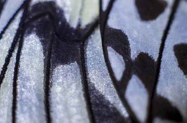 makro bir kelebek kanat