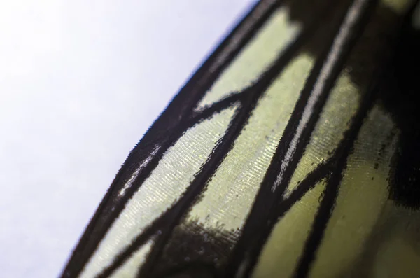 makro bir kelebek kanat