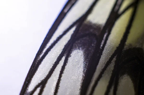 makro bir kelebek kanat