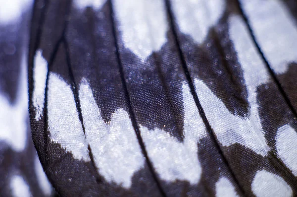 makro bir kelebek kanat