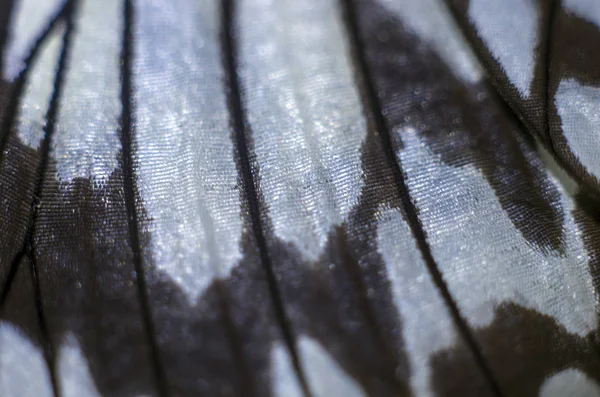 makro bir kelebek kanat