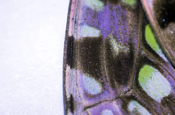 makro bir kelebek kanat