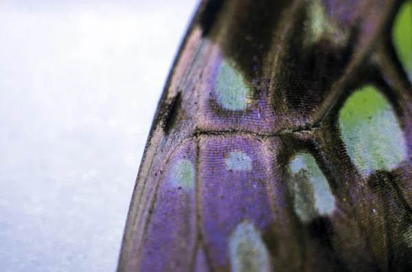 makro bir kelebek kanat