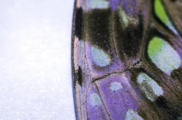 makro bir kelebek kanat