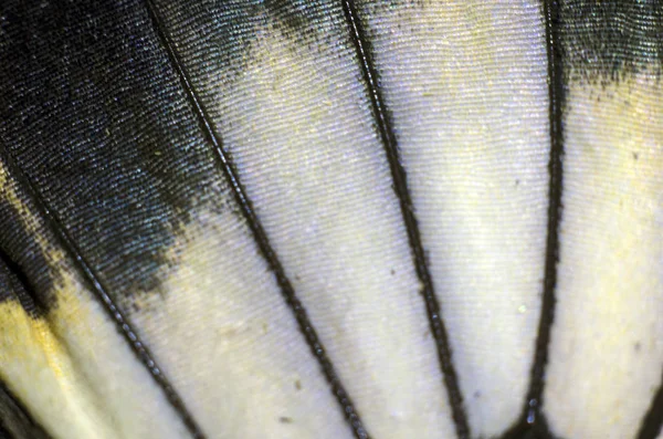 makro bir kelebek kanat