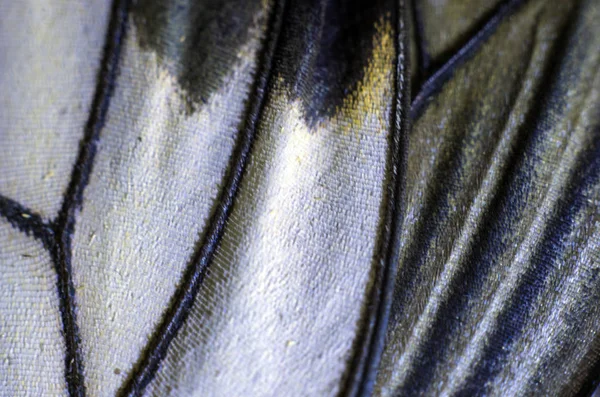 makro bir kelebek kanat