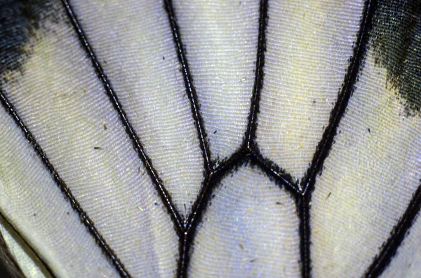 makro bir kelebek kanat