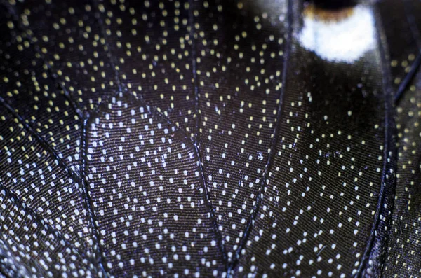 makro bir kelebek kanat