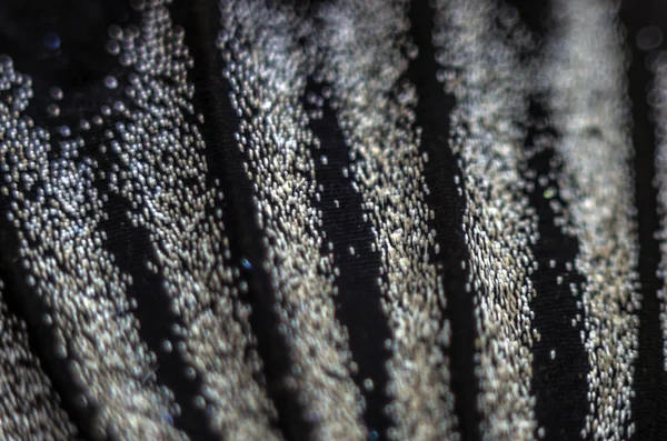 makro bir kelebek kanat