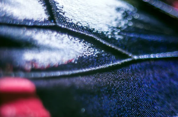 makro bir kelebek kanat