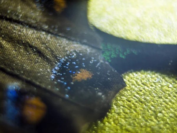 Schmetterlingsflügel Unter Der Lupe Stockfoto
