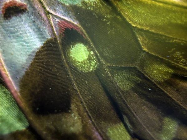 Alas Mariposa Bajo Microscopio Imagen De Stock
