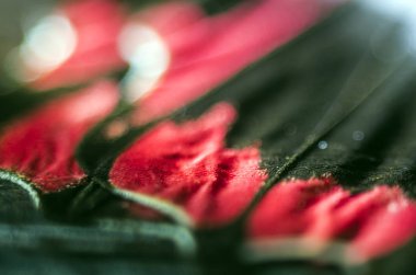 makro bir kelebek kanat