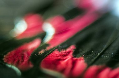 makro bir kelebek kanat