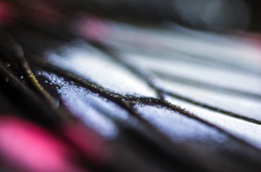 makro bir kelebek kanat