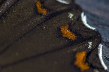 makro bir kelebek kanat