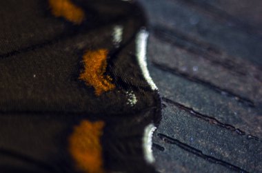 makro bir kelebek kanat