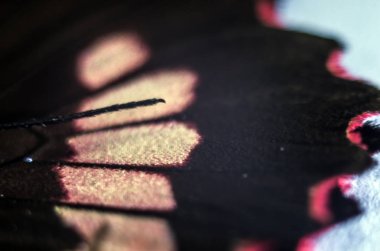 makro bir kelebek kanat