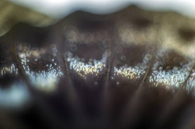 makro bir kelebek kanat