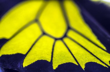 makro bir kelebek kanat