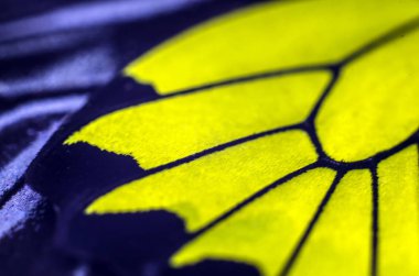 makro bir kelebek kanat