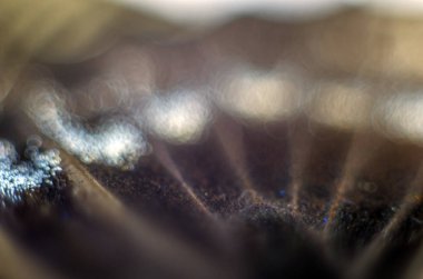 makro bir kelebek kanat