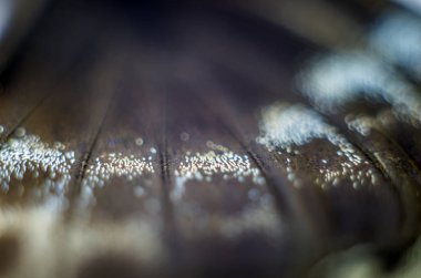 makro bir kelebek kanat