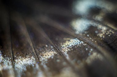 makro bir kelebek kanat