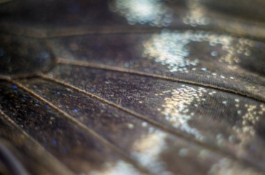 makro bir kelebek kanat