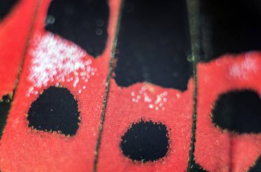 makro bir kelebek kanat