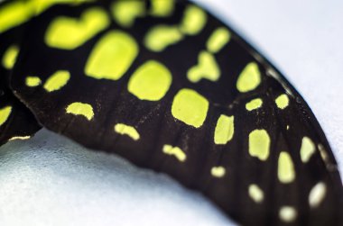 makro bir kelebek kanat