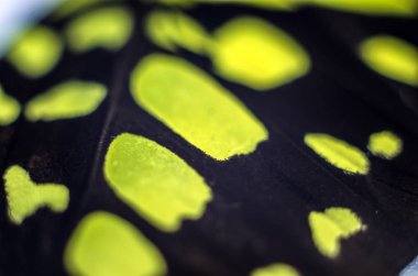 makro bir kelebek kanat