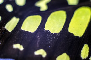 makro bir kelebek kanat