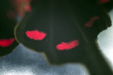 makro bir kelebek kanat