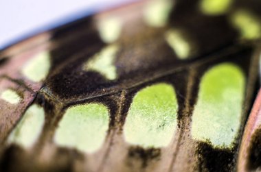 makro bir kelebek kanat