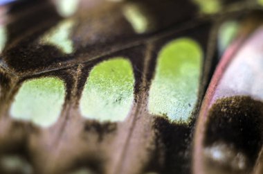 makro bir kelebek kanat