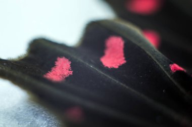 makro bir kelebek kanat