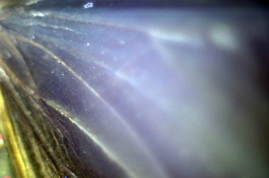 makro bir kelebek kanat