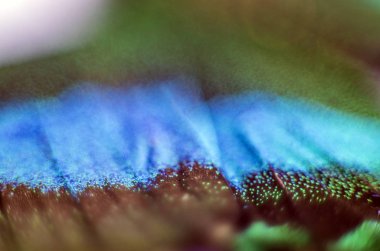 makro bir kelebek kanat