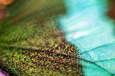 makro bir kelebek kanat