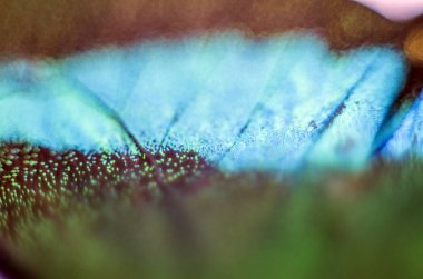 makro bir kelebek kanat