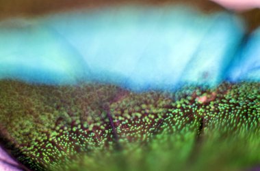 makro bir kelebek kanat