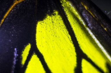 makro bir kelebek kanat