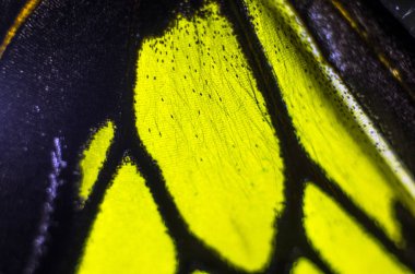 makro bir kelebek kanat