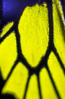 makro bir kelebek kanat