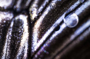 makro bir kelebek kanat