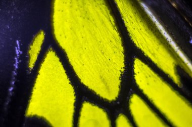 makro bir kelebek kanat