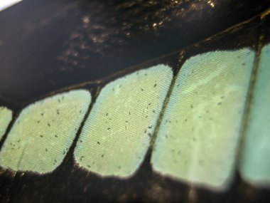 makro bir kelebek kanat