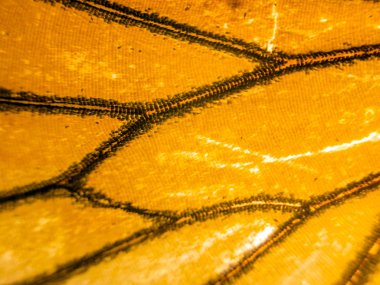 makro bir kelebek kanat